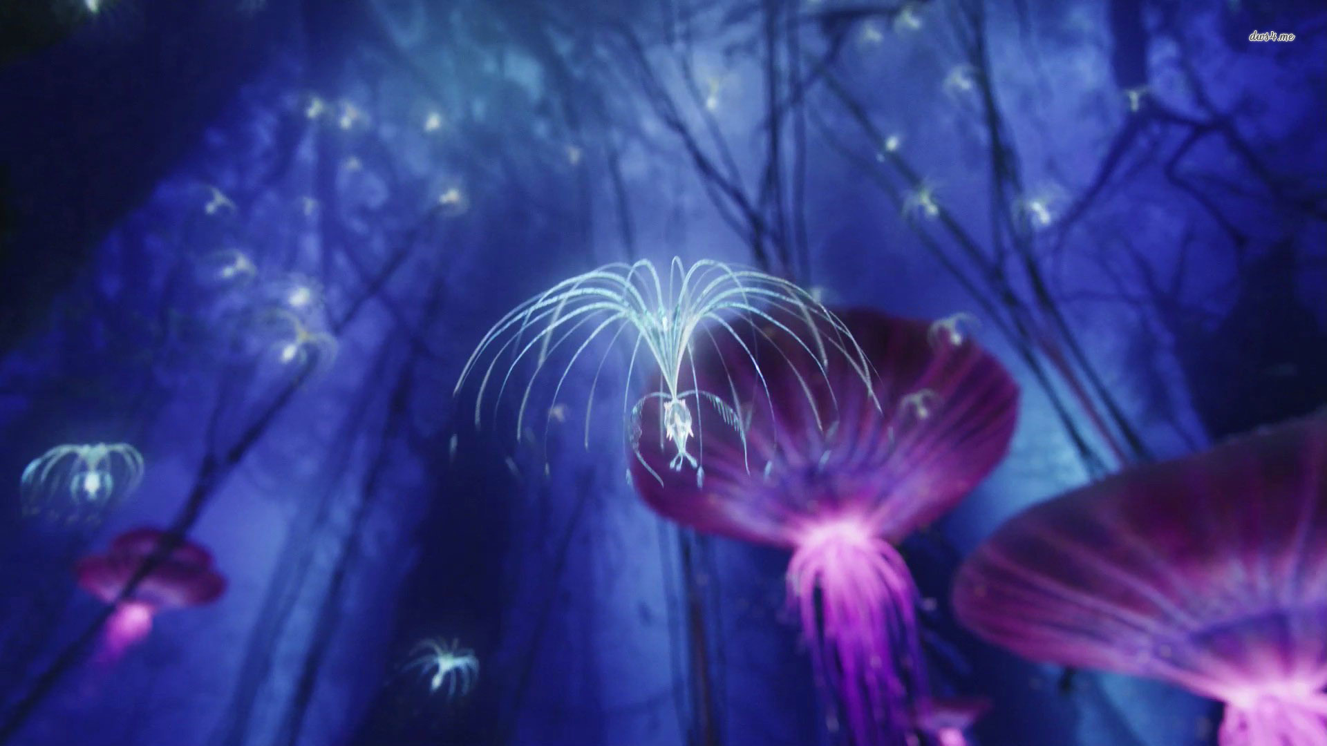 Avatar Night Image